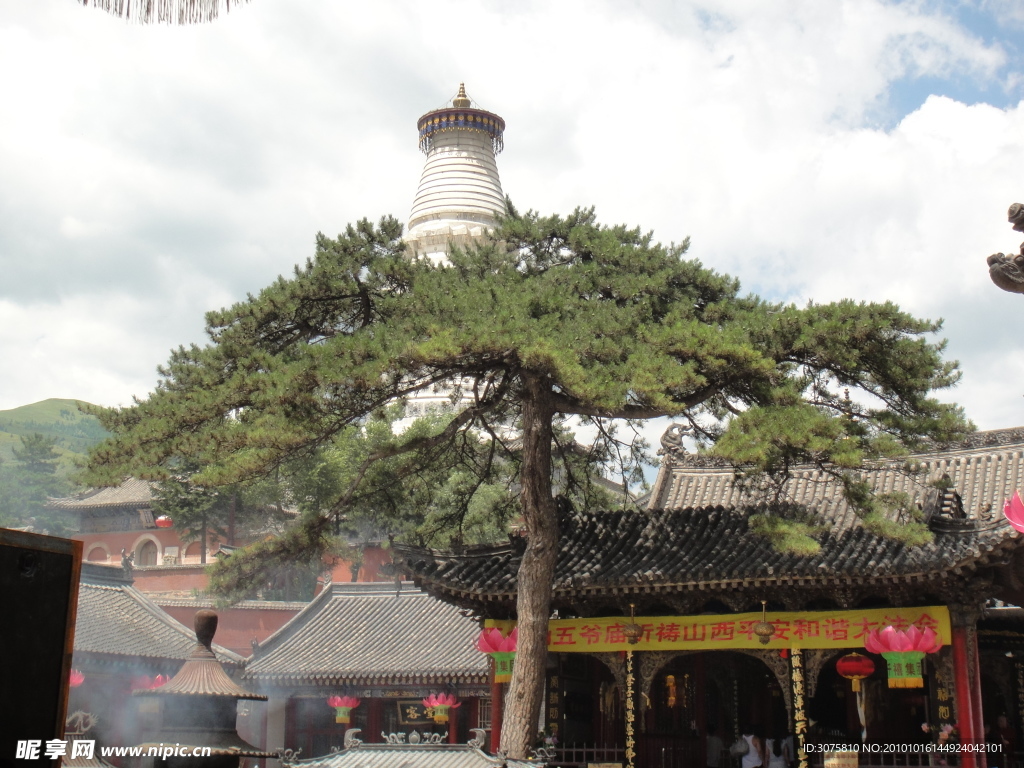 五臺(tái)山迎客松
