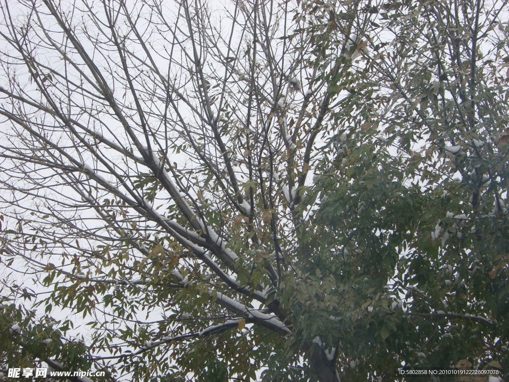 門前樹上雪