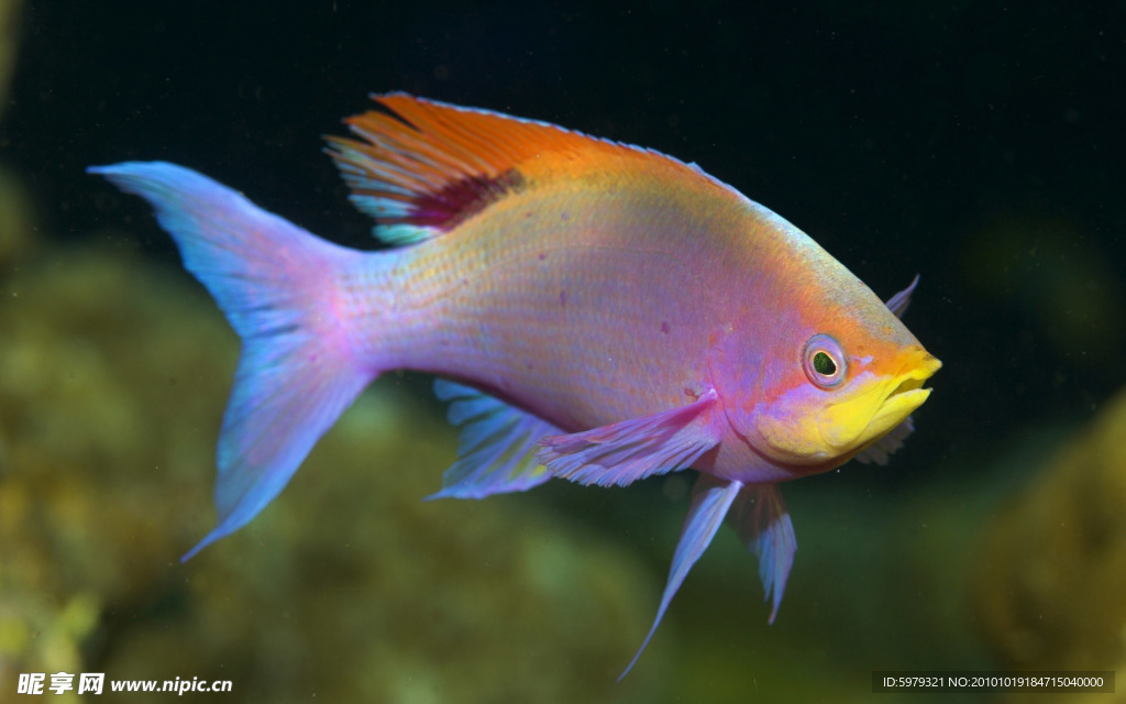 紅魚