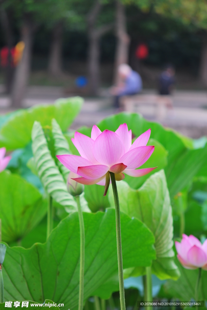 荷花