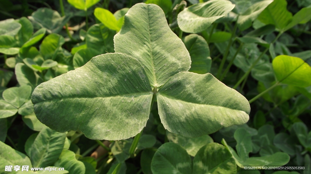 三葉草