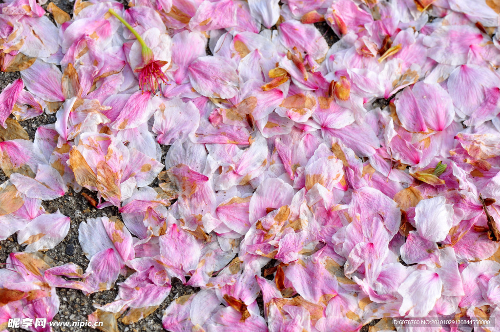 櫻花瓣