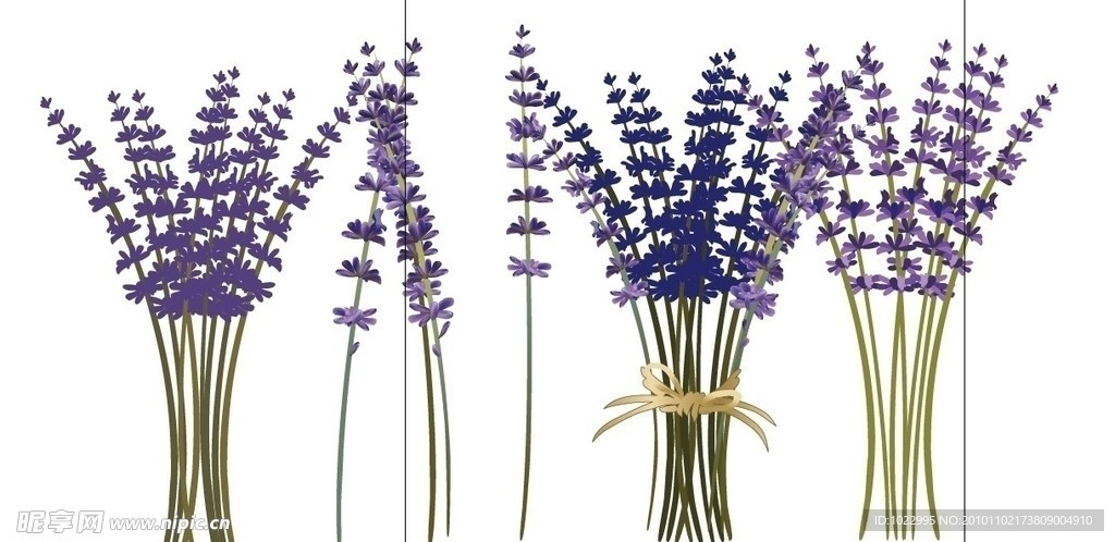 薰衣草
