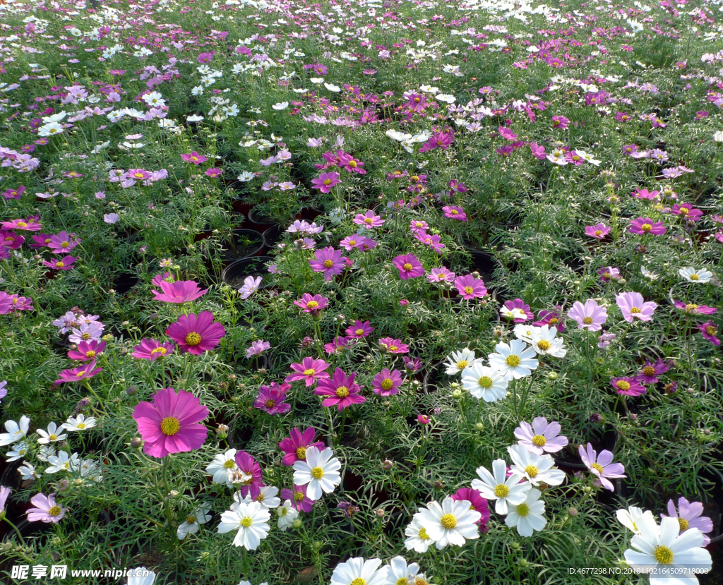 波斯菊