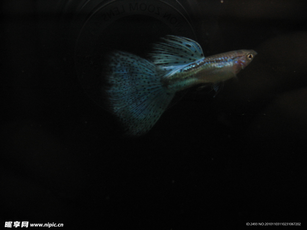 孔雀魚