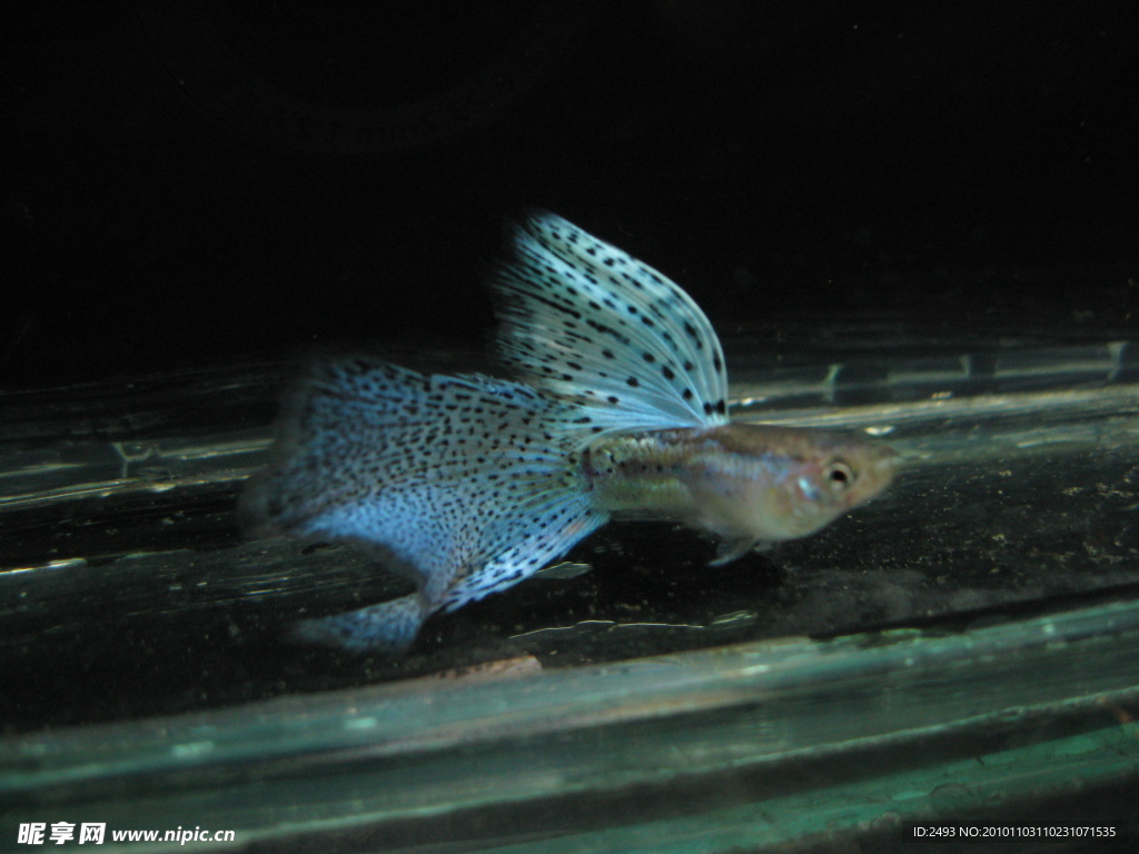 孔雀魚