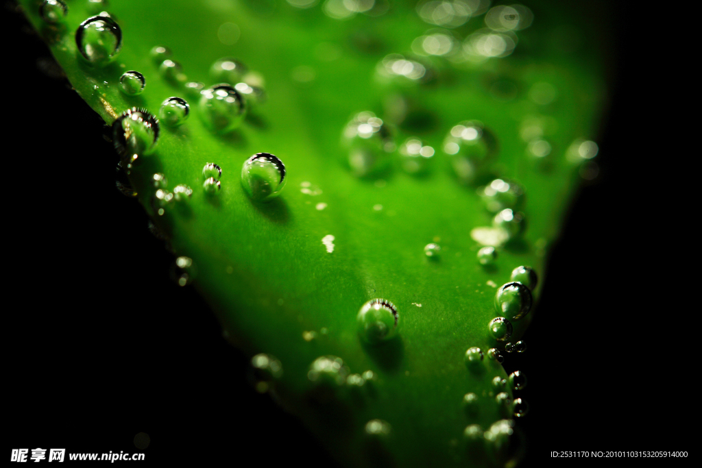 水泡和绿叶
