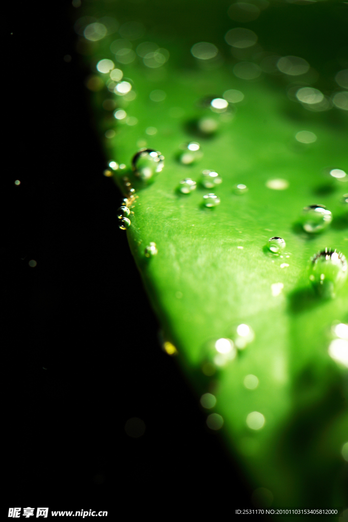 水泡与绿叶