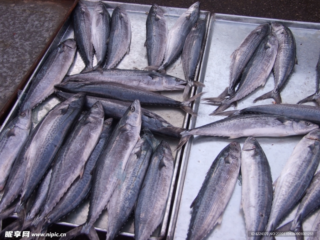 鲅魚