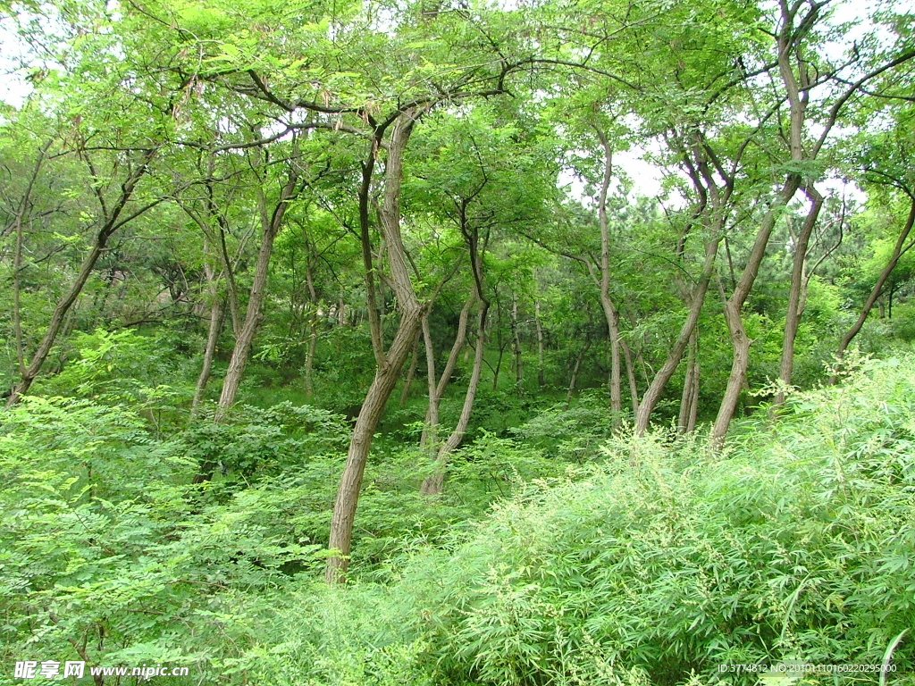 山林
