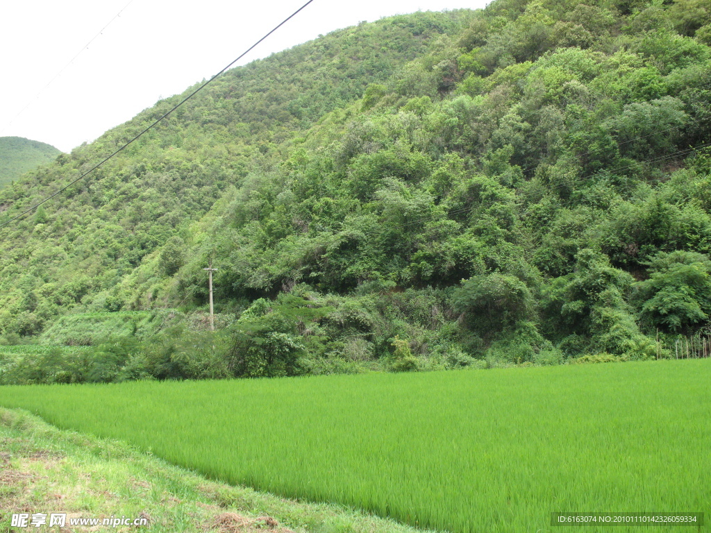 青山稻田