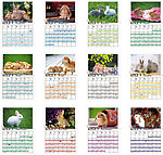 2011兔年月历