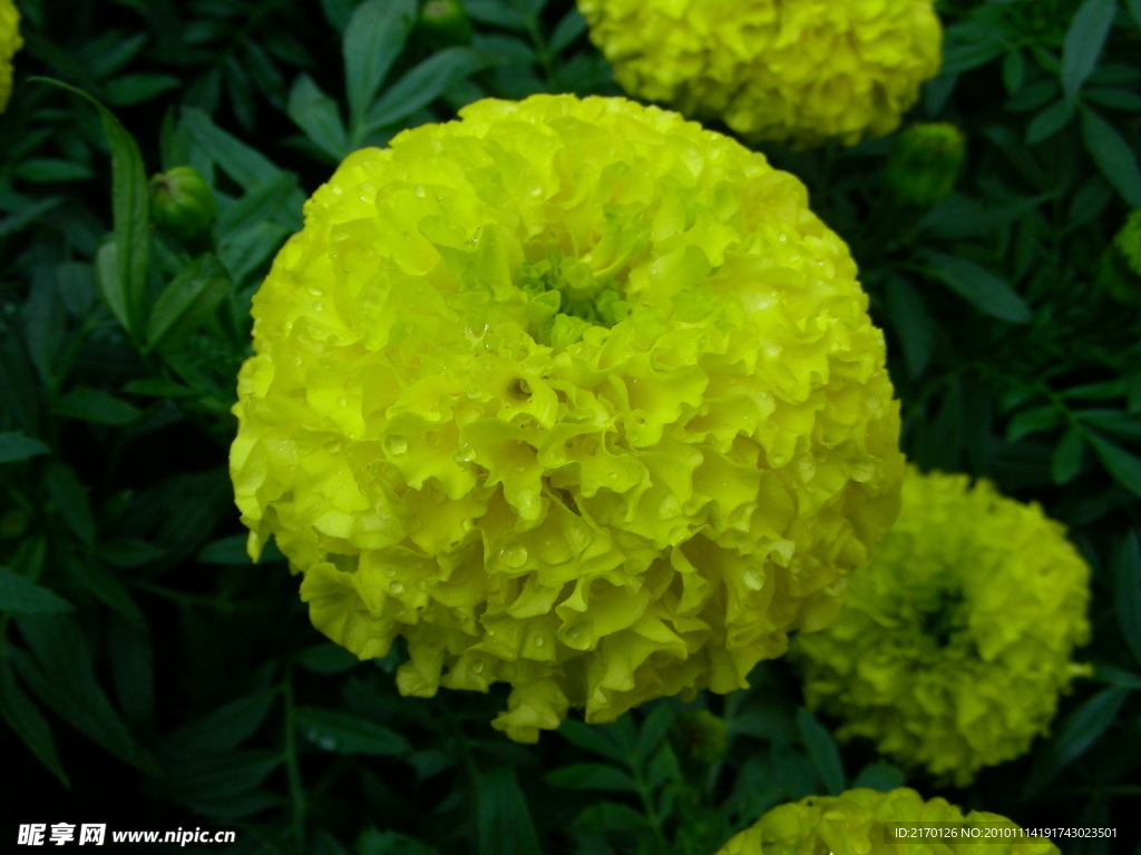 鮮花 菊花