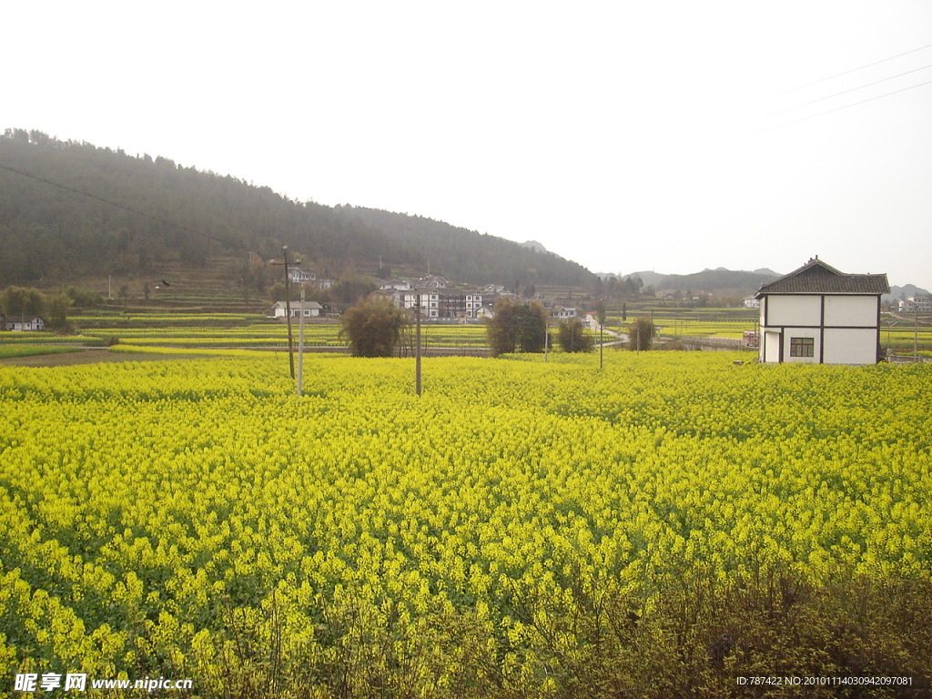 油菜花山
