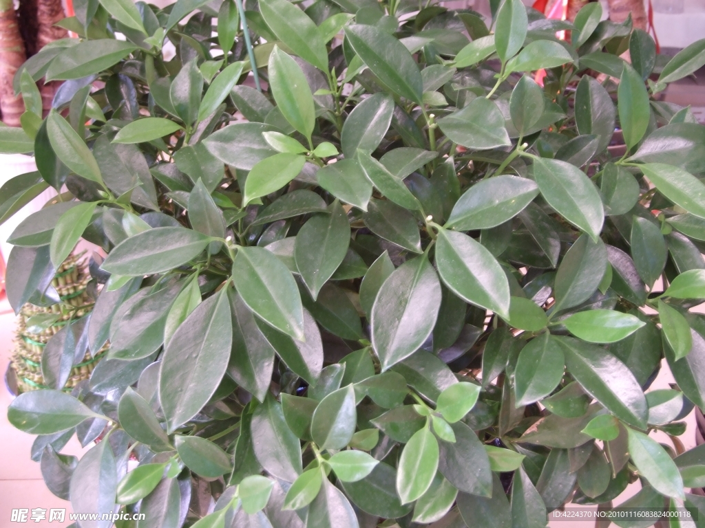 茉莉
