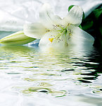 漂浮在水中的花朵