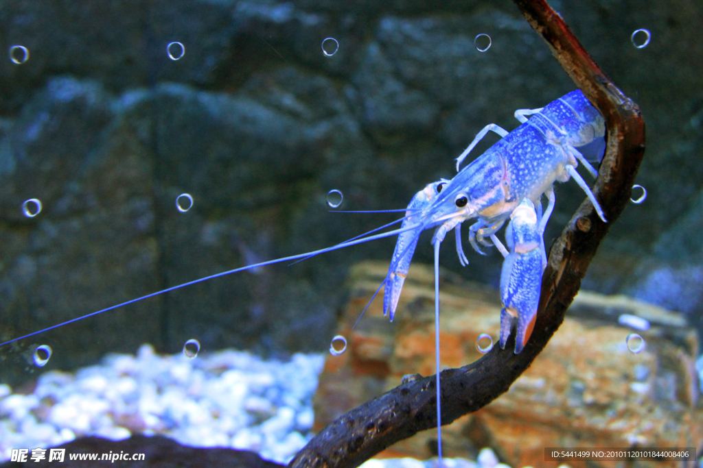 澳洲蓝魔虾