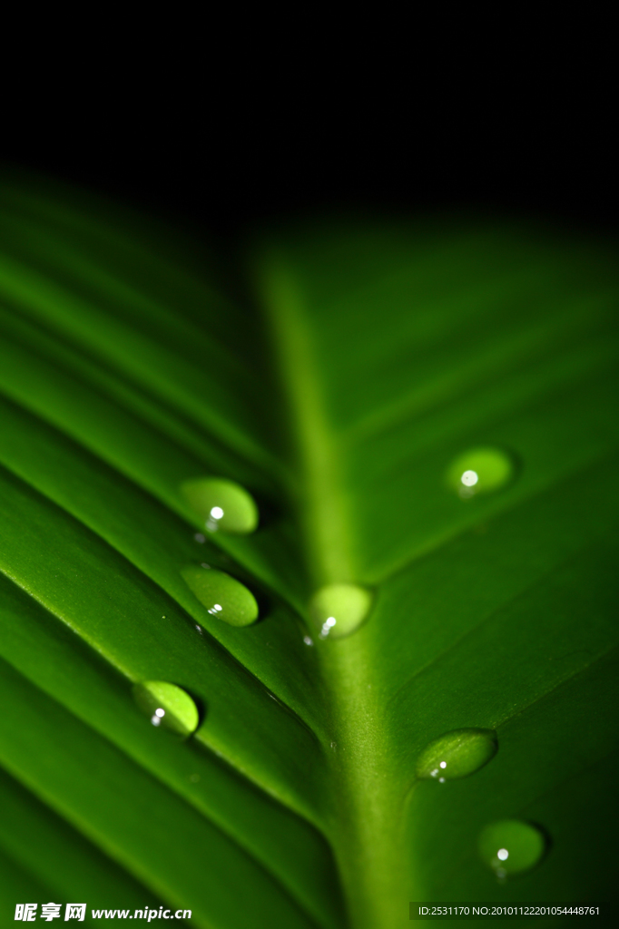 綠葉上的水珠