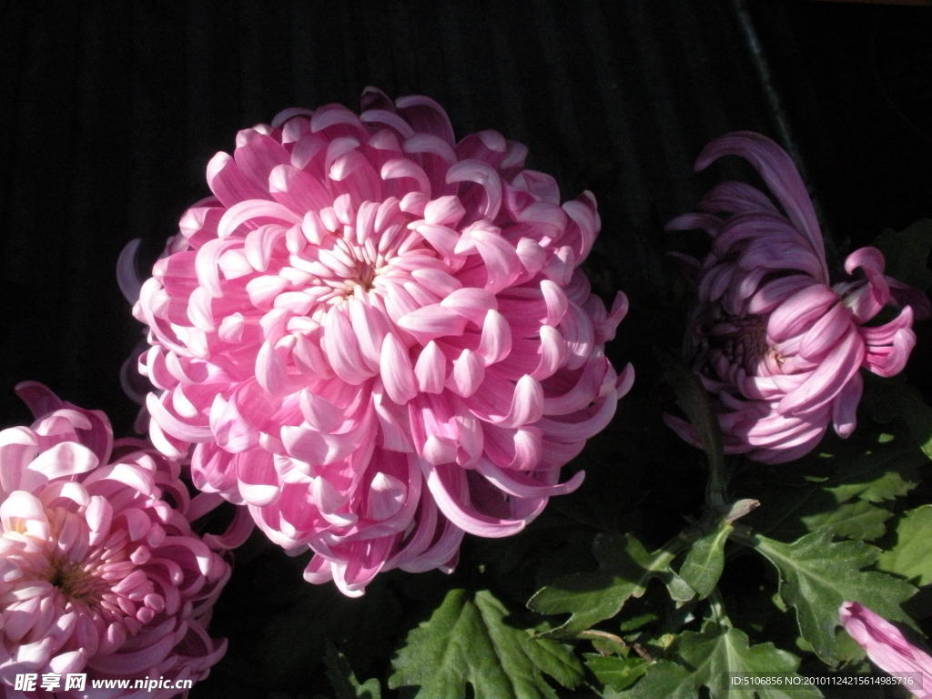 菊花