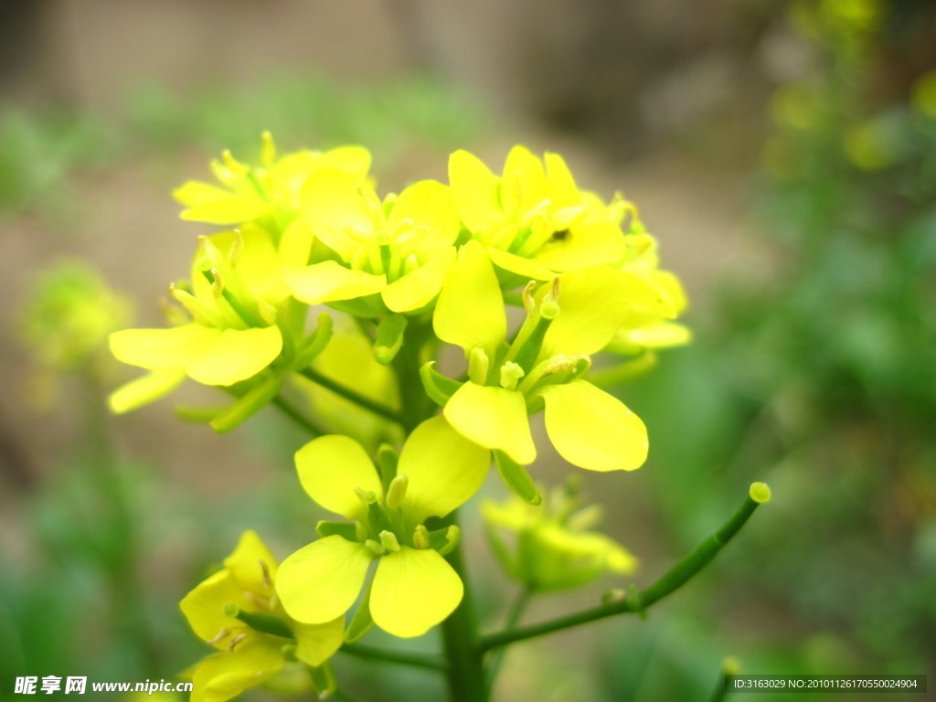 油菜花