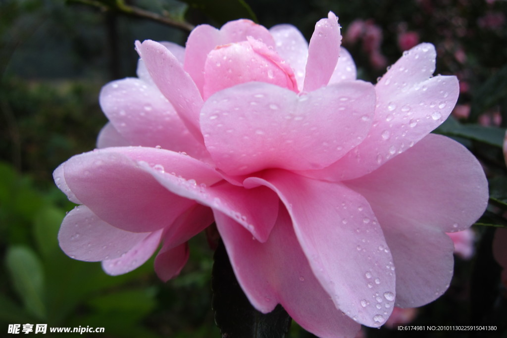 茶花