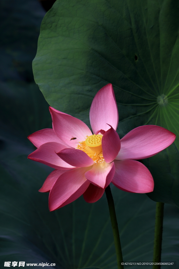 西湖荷花
