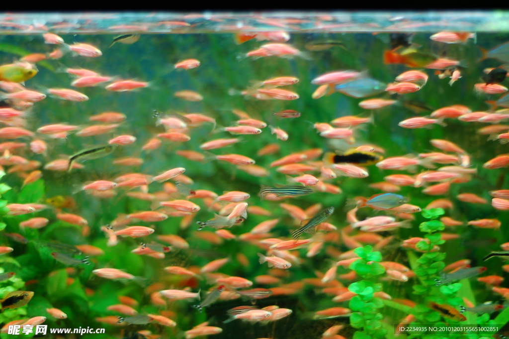 熱帶魚