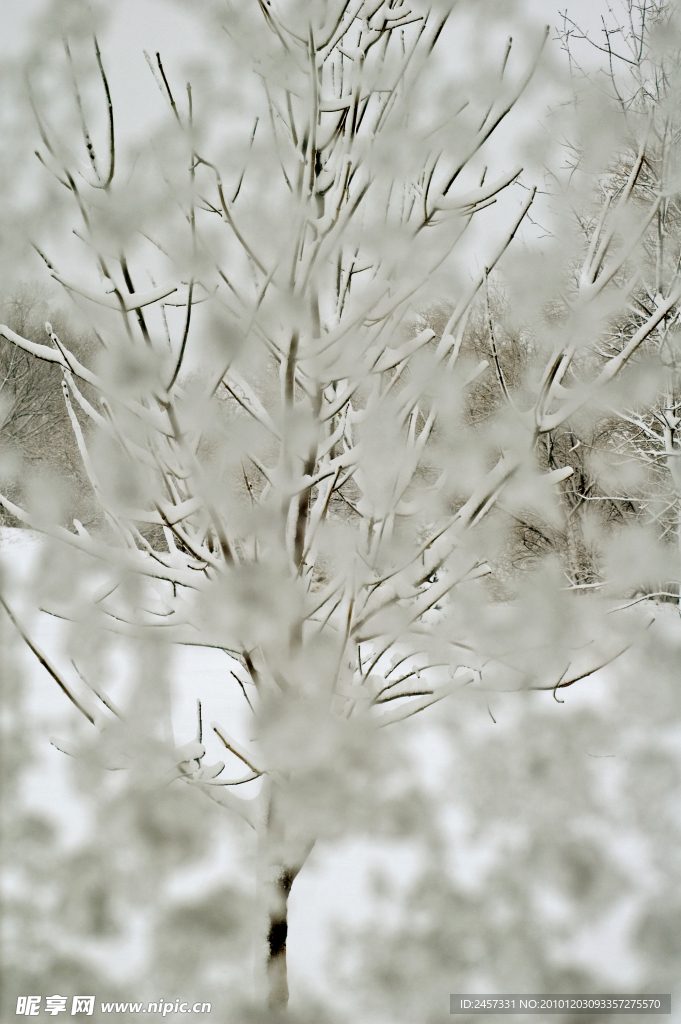 冬季樹枝雪景