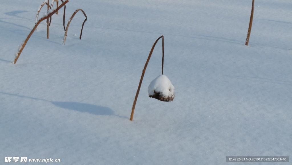 雪中殘荷