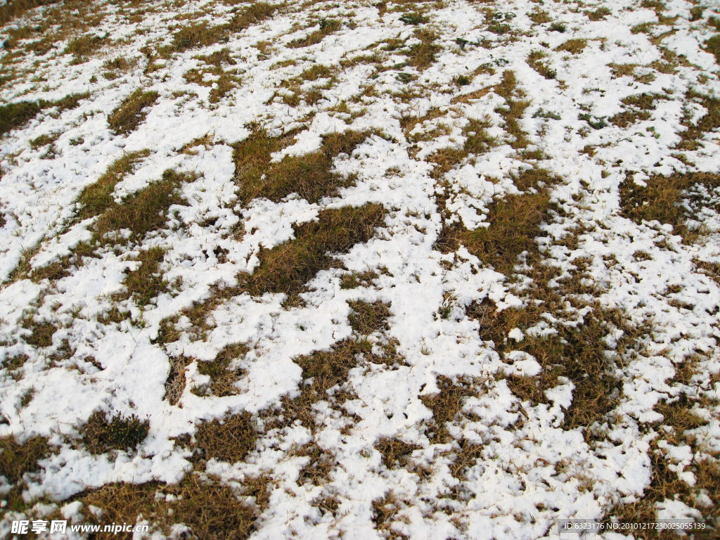 淺雪