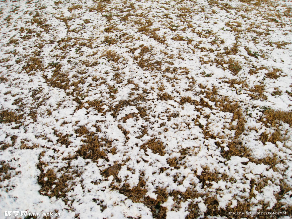 淺雪