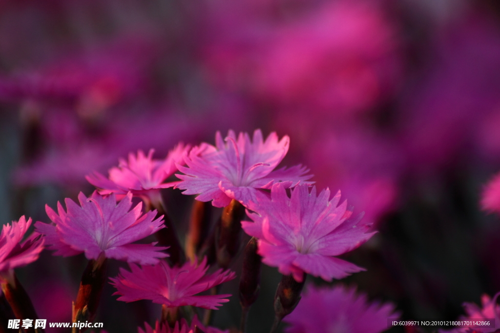 石竹花
