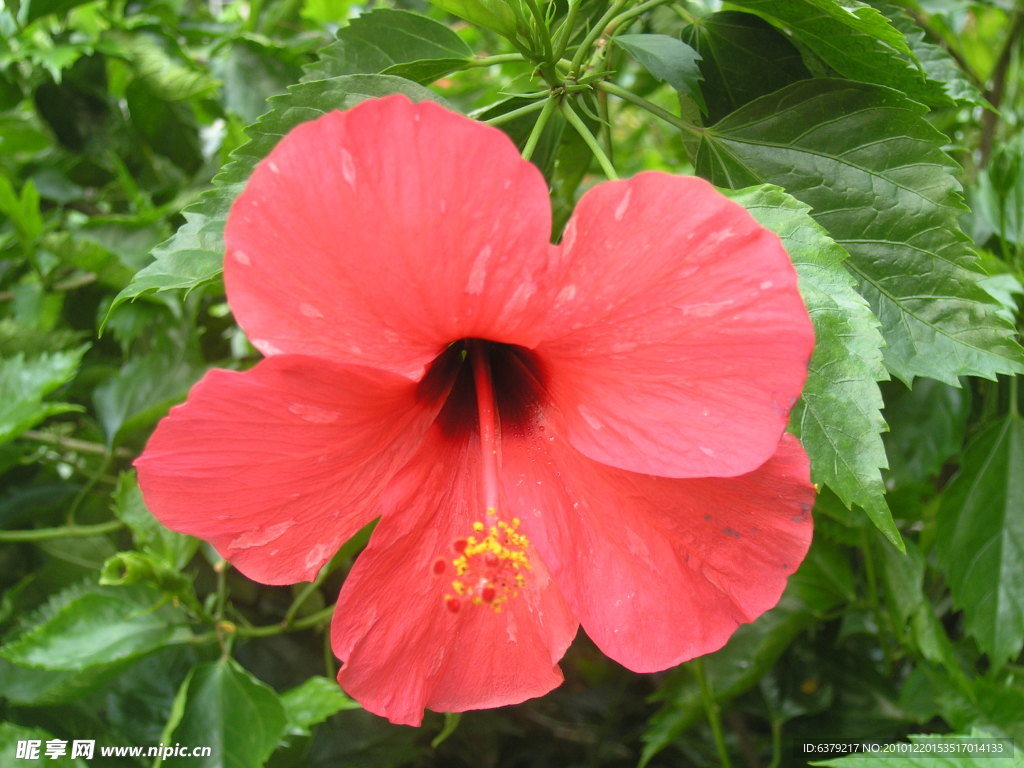 扶桑花