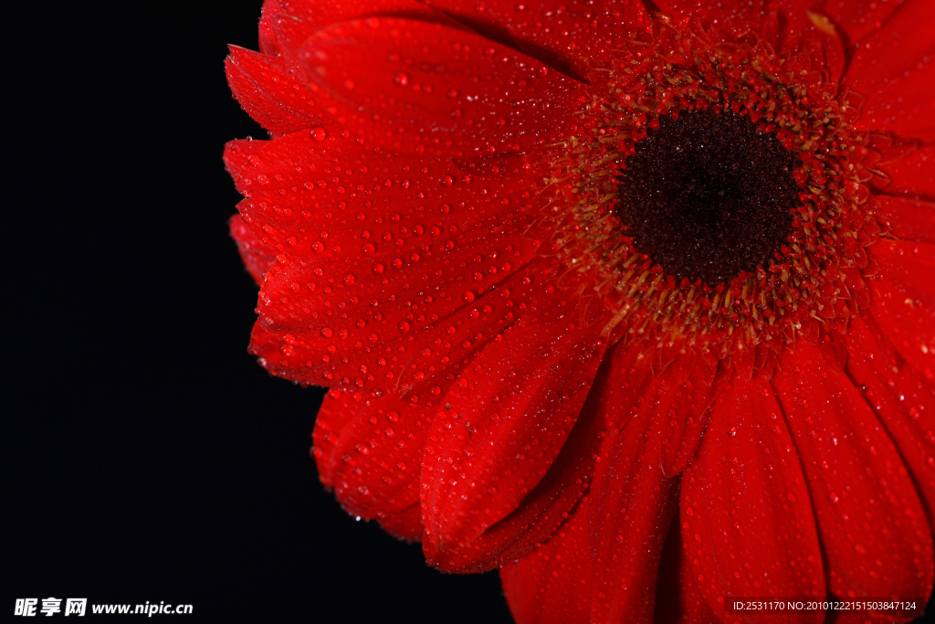 紅色菊花