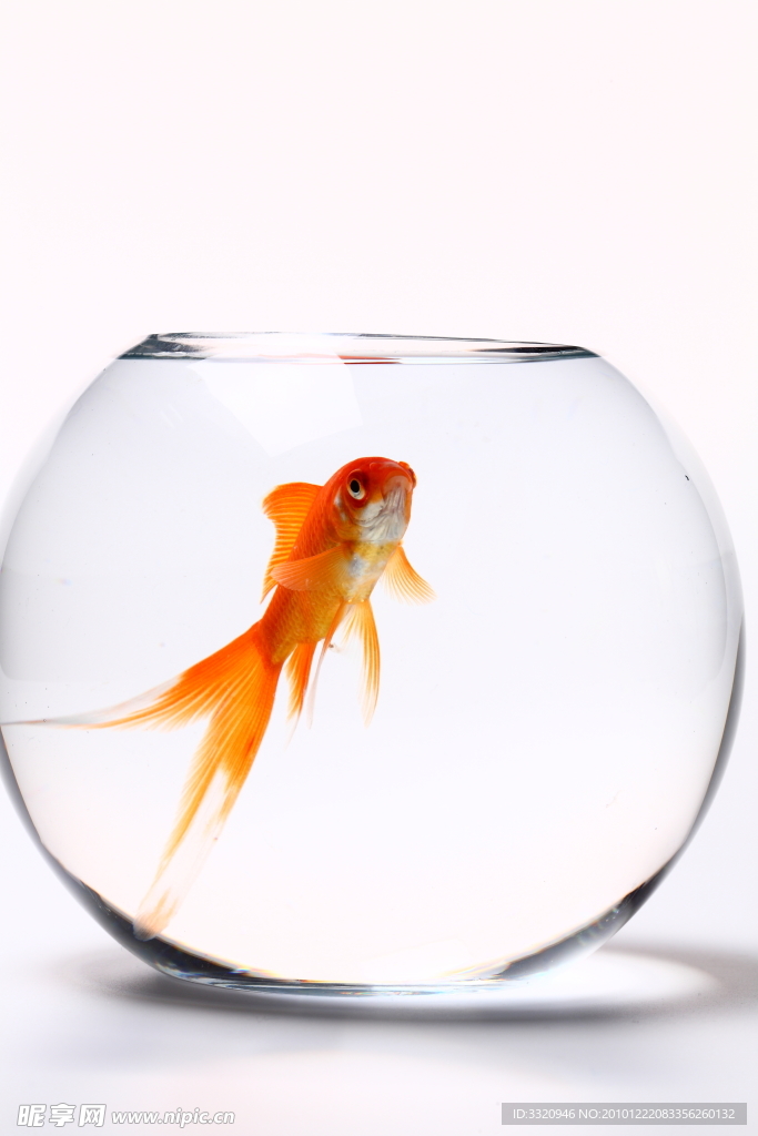 金魚(yú)高清圖片