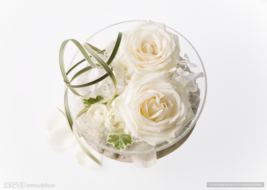白玫瑰高清图片