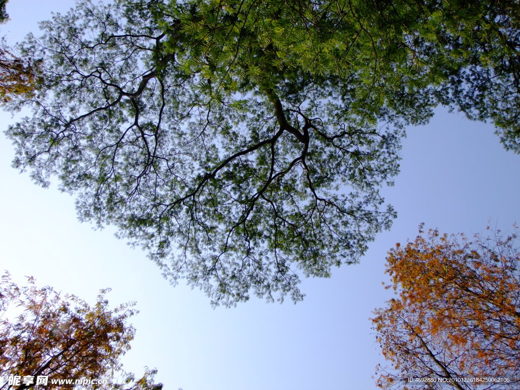 天空下的大樹(shù)