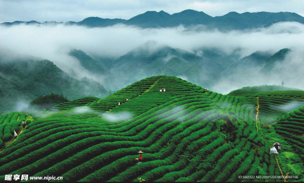 茶葉背景
