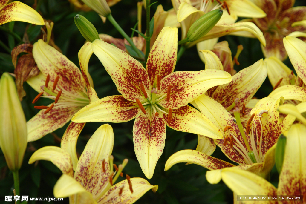 黃色百合花