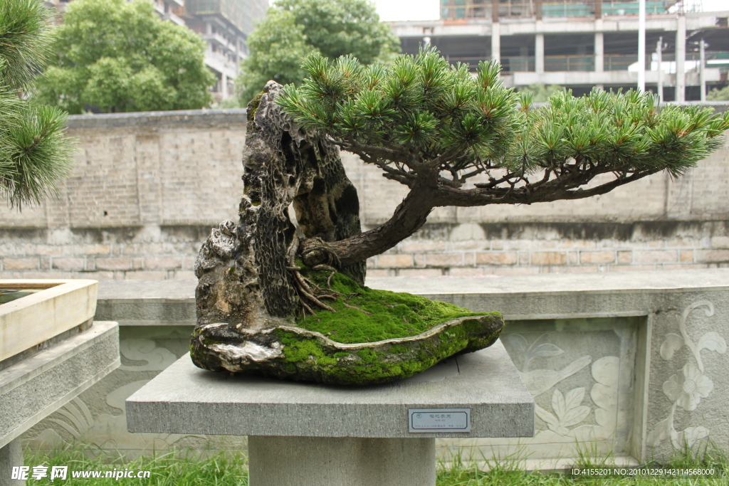 大阪松 福地參天