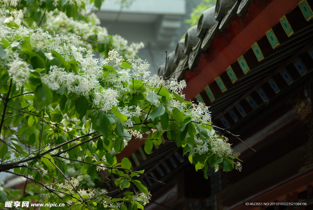 流蘇樹的花