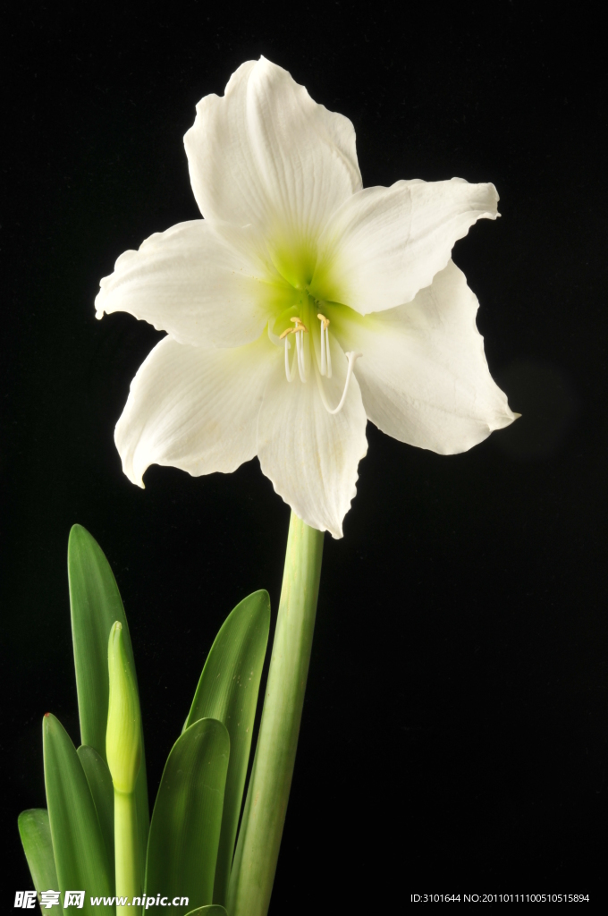 白色百合花