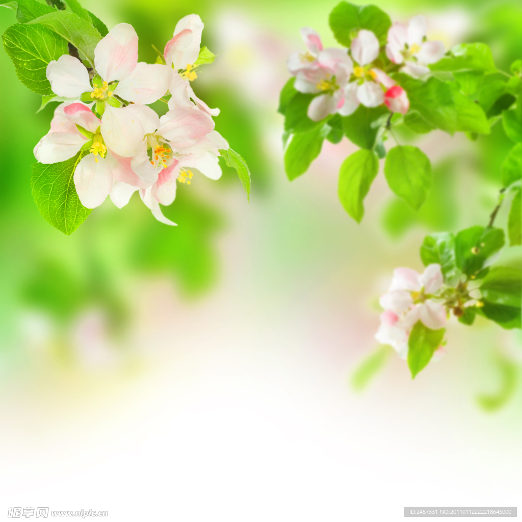 櫻花綠葉