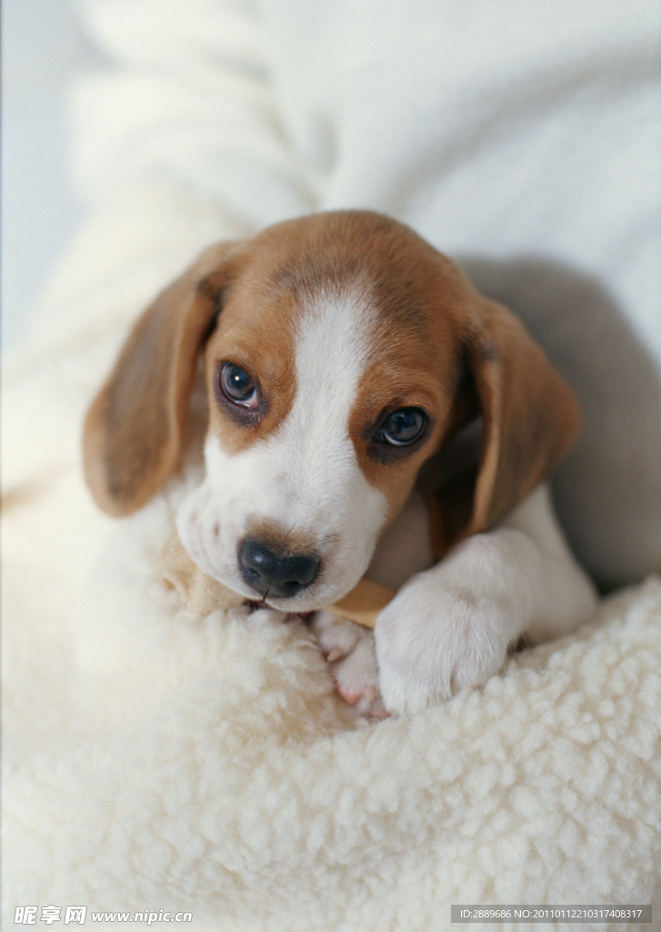 比格犬