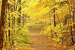 秋天的森林和小路