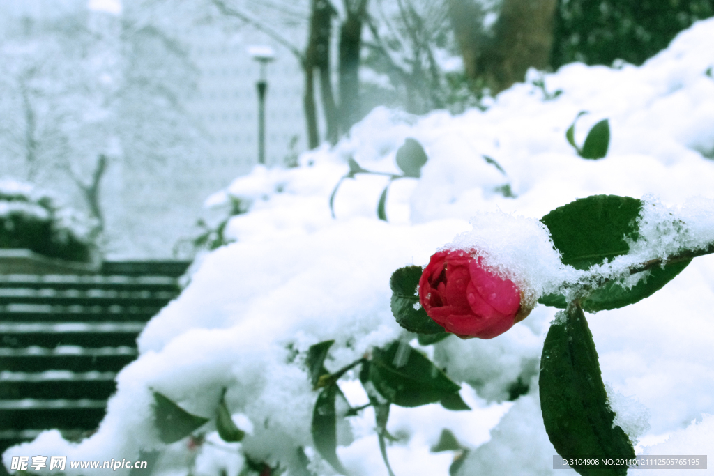 雪中山茶花