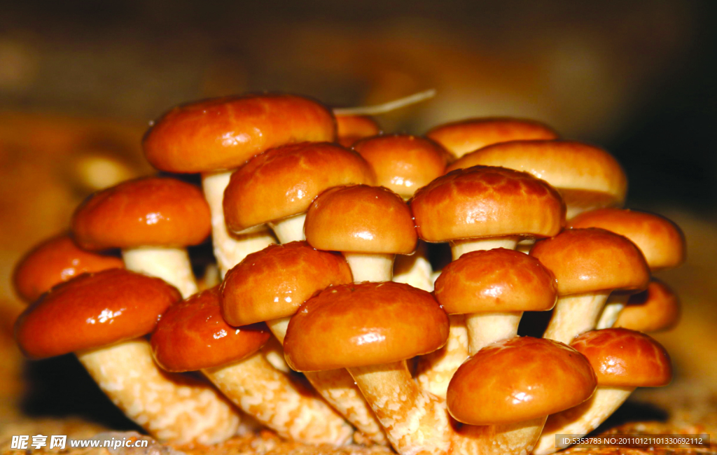 珍珠菌