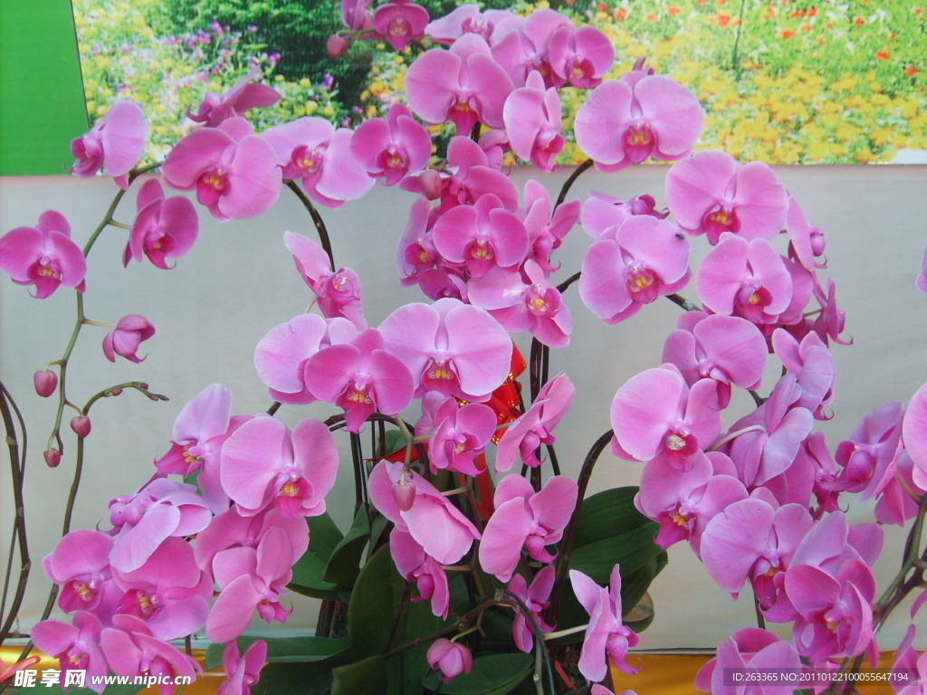 紫色蘭花