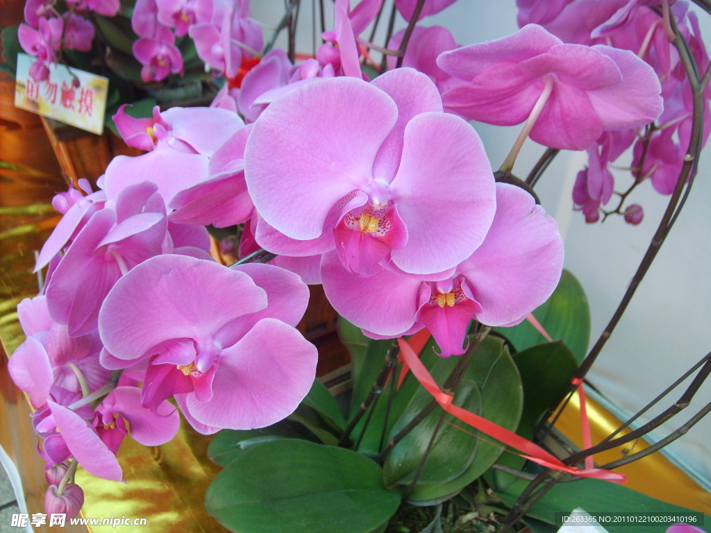 蘭花攝影