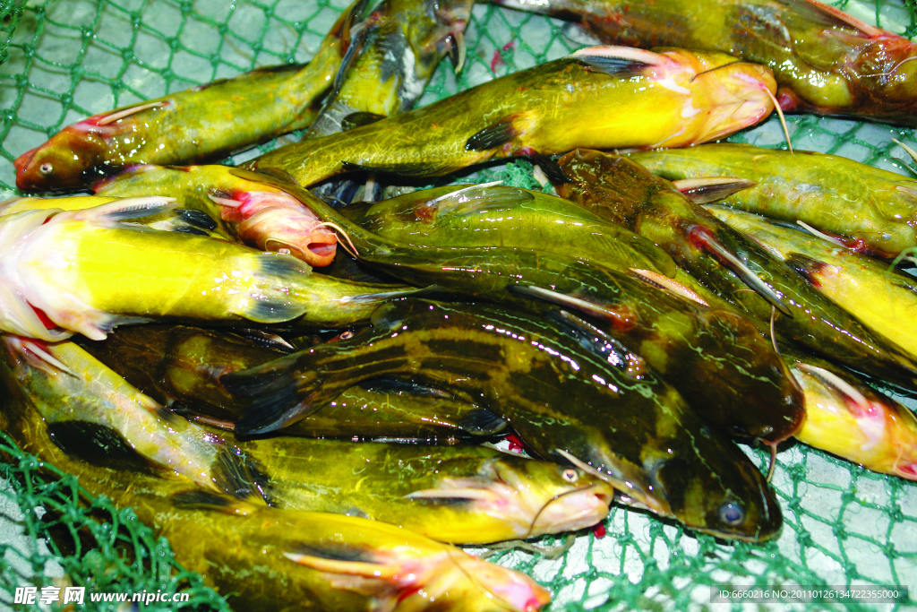 鮮活嘎呀魚